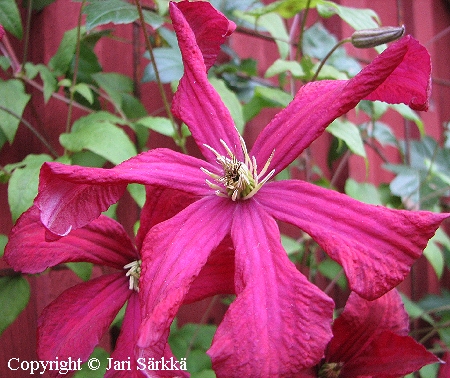 Tarhaviinikärhö - italiensk klematis - Clematis Viticella-ryhmä 'Mme Julia Correvon' Tarhaviinikärhö - italiensk klematis - Clematis Viticella-ryhmä 'Mme Julia Correvon'